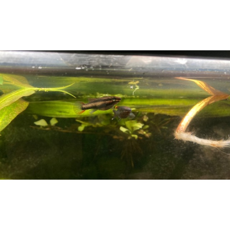 aphyosemion bivittatum funge Pair - $60.