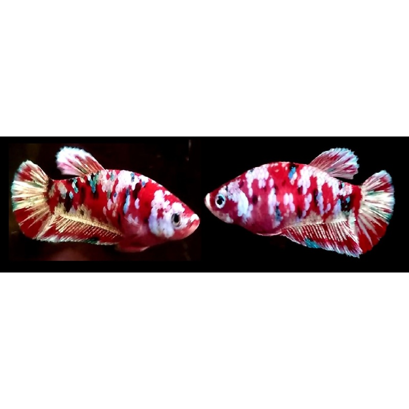 FEMALE BARONGSAY!! #1 (Shipping Cost Included on Price)