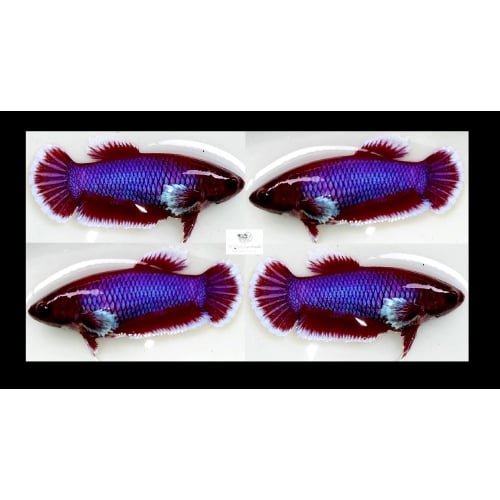 FEMALE PURPLE LAVENDER/GREEN FANCY!! #1 (Shipping Cost Included in Price)