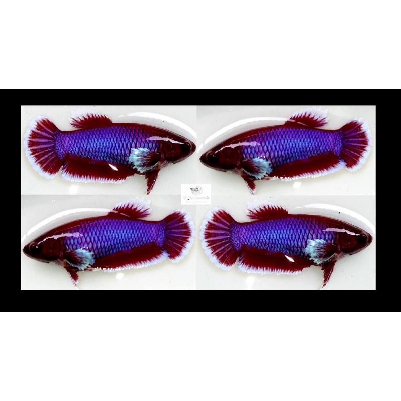 Female Big Ear Purple Lavender/Yellow Green (FmBEPL/YG1)
