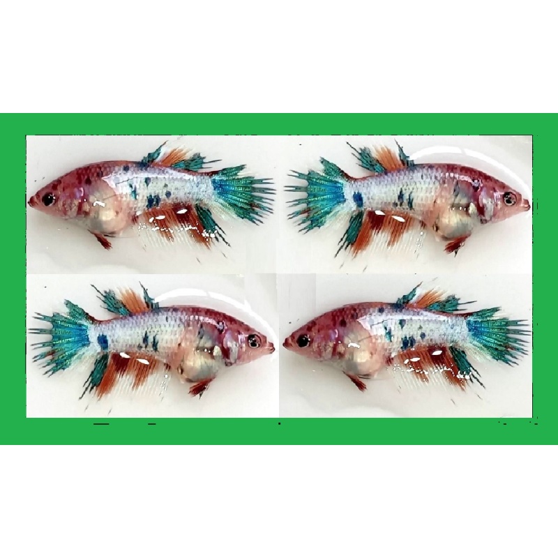 FEMALE CROWNTAIL FANCY KOI MARBLE!! #1 (Shipping Cost Included in Price)
