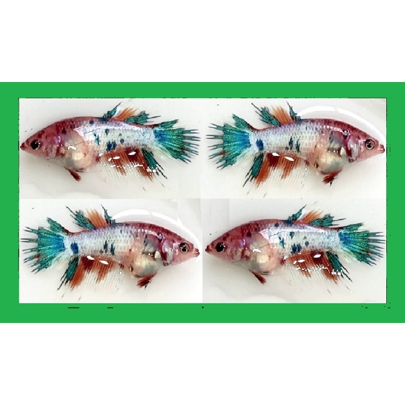 FEMALE CROWNTAIL FANCY KOI MARBLE!! #1 (Shipping Cost Included in Price)