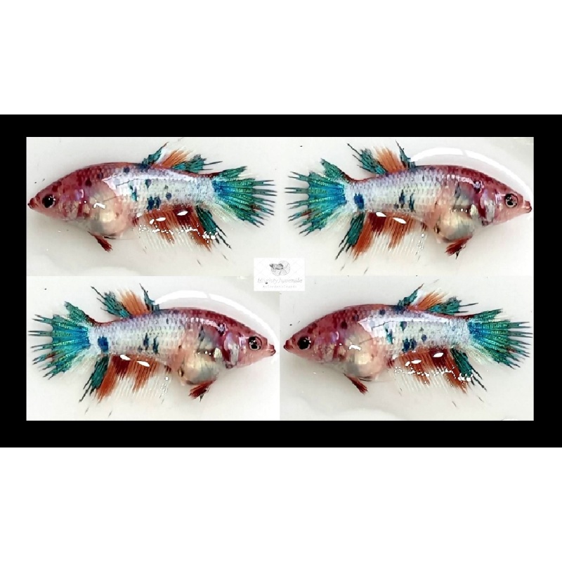 Female Crowntail Fancy Koi (FmCTFK2)