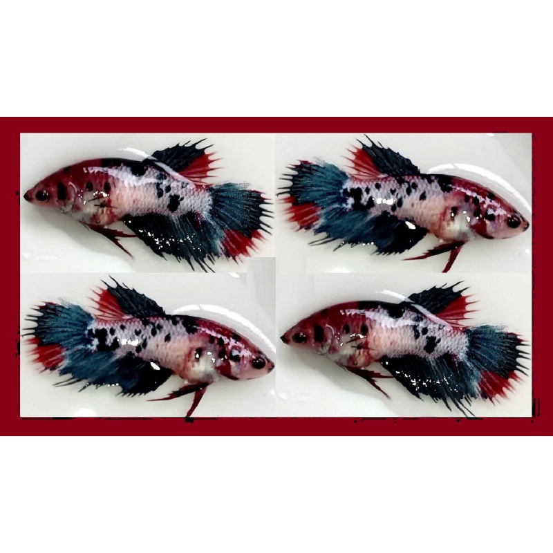 FEMALE CROWNTAIL FANCY KOI MARBLE!! #1 (Shipping Cost Included in Price)
