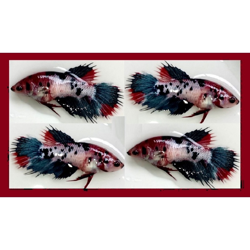 FEMALE CROWNTAIL FANCY KOI MARBLE!! #1 (Shipping Cost Included in Price)