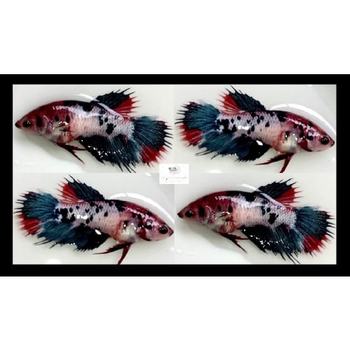Female Crowntail Fancy Koi (FmCTFK1)