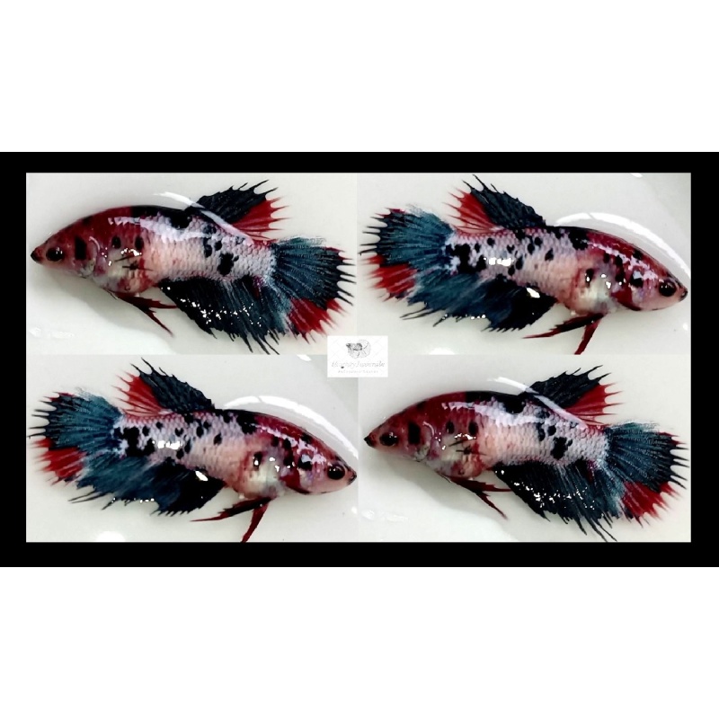 Female Crowntail Fancy Koi (FmCTFK1)