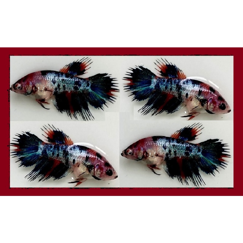 FEMALE CROWNTAIL FANCY KOI MARBLE!! #1 (Shipping Cost Included in Price)