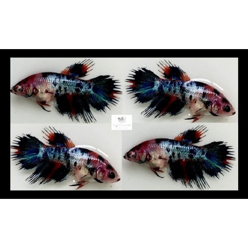 Female Crowntail Fancy Koi (FmCTFK2)