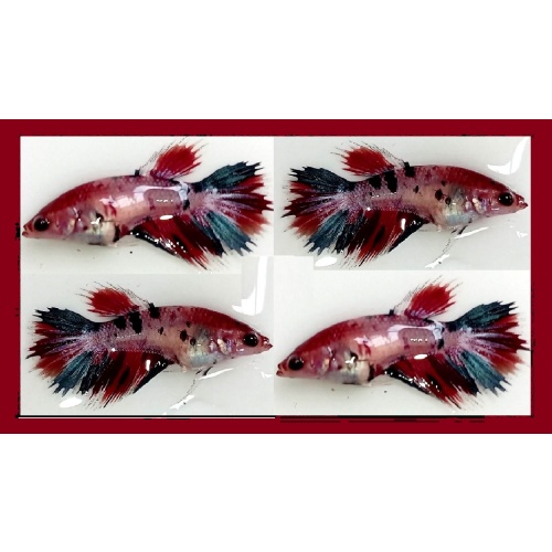 FEMALE CROWNTAIL FANCY KOI MARBLE!! #1 (Shipping Cost Included in Price)