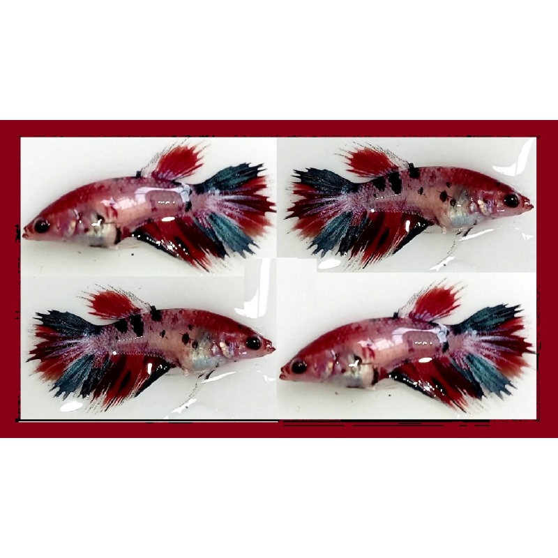 FEMALE CROWNTAIL FANCY KOI MARBLE!! #1 (Shipping Cost Included in Price)