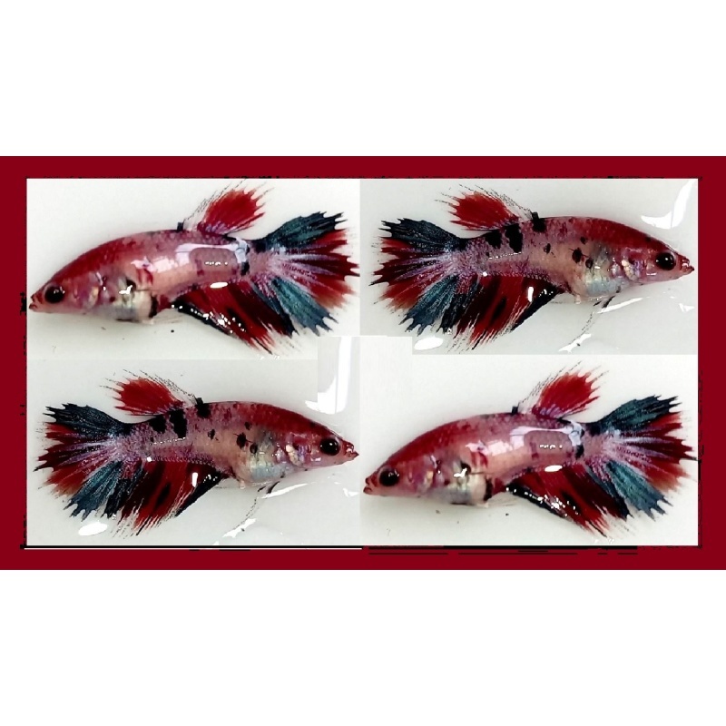FEMALE CROWNTAIL FANCY KOI MARBLE!! #1 (Shipping Cost Included in Price)