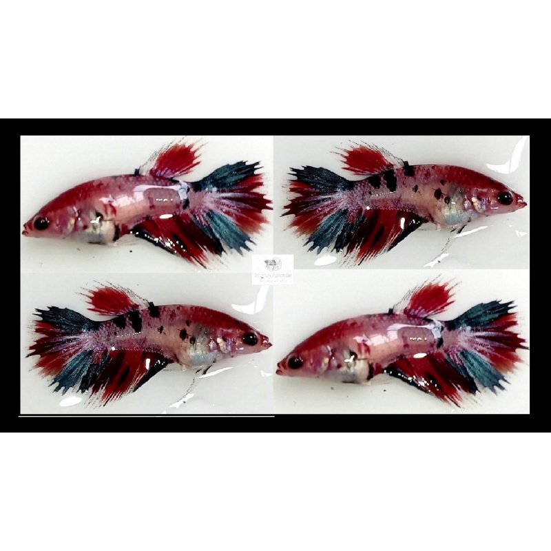 Female Crowntail Fancy Koi (FmCTFK2)