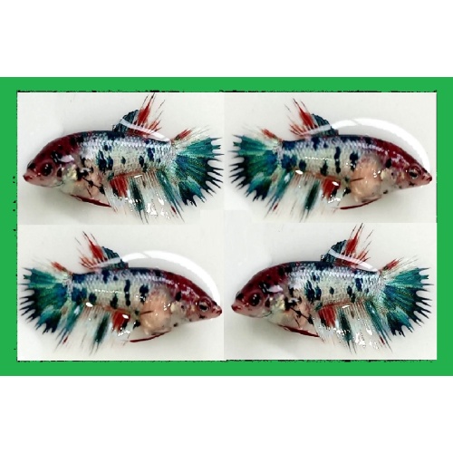 FEMALE CROWNTAIL FANCY KOI MARBLE!! #2 (Shipping Cost Included in Price)