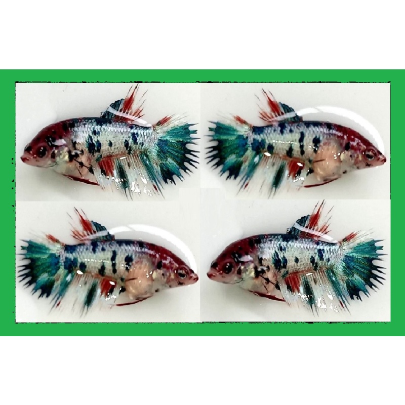 FEMALE CROWNTAIL FANCY KOI MARBLE!! #2 (Shipping Cost Included in Price)