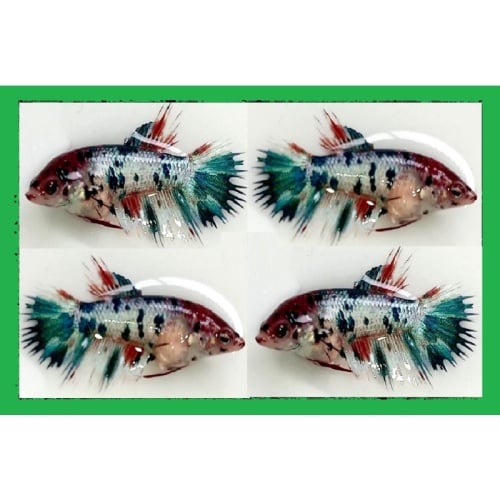 FEMALE CROWNTAIL FANCY KOI MARBLE!! #2 (Shipping Cost Included in Price)