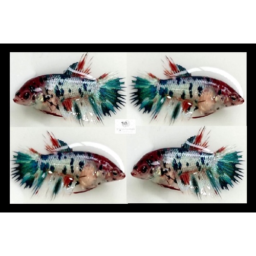 Female Crowntail Fancy Koi (FmCTFK2)