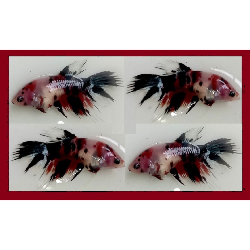 FEMALE CROWNTAIL FANCY KOI MARBLE!! #2 (Shipping Cost Included in Price)