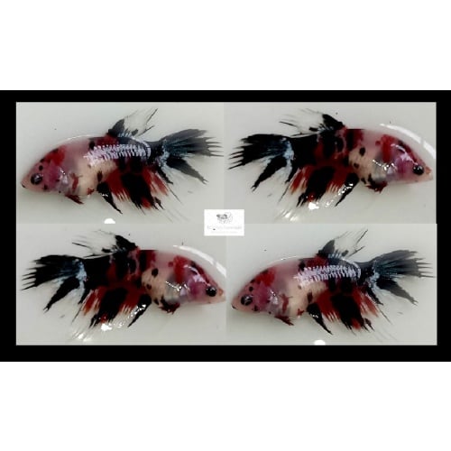 Female Crowntail Koi (FmCTK2)