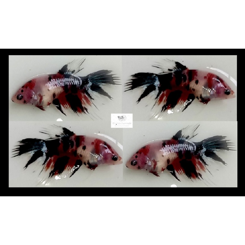 Female Crowntail Koi (FmCTK2)