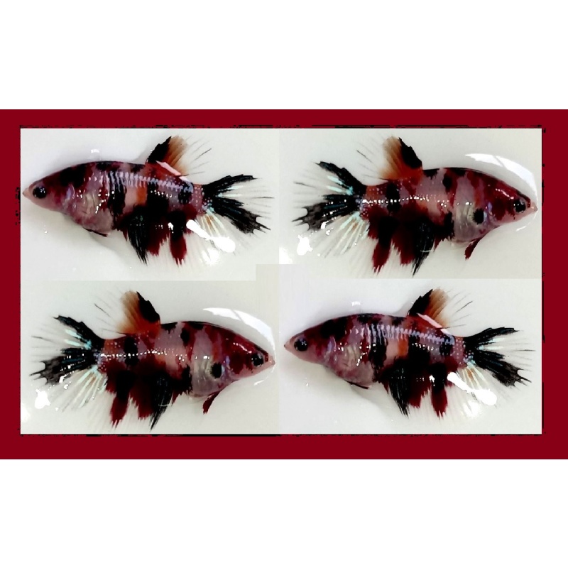 FEMALE CROWNTAIL FANCY KOI MARBLE!! #2 (Shipping Cost Included in Price)