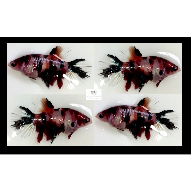 Female Crowntail Fancy Koi (FmCTFK1)