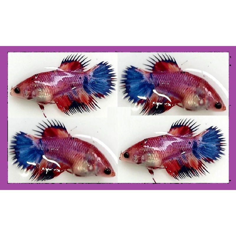 FEMALE CROWNTAIL FANCY KOI MARBLE!! #2 (Shipping Cost Included in Price)