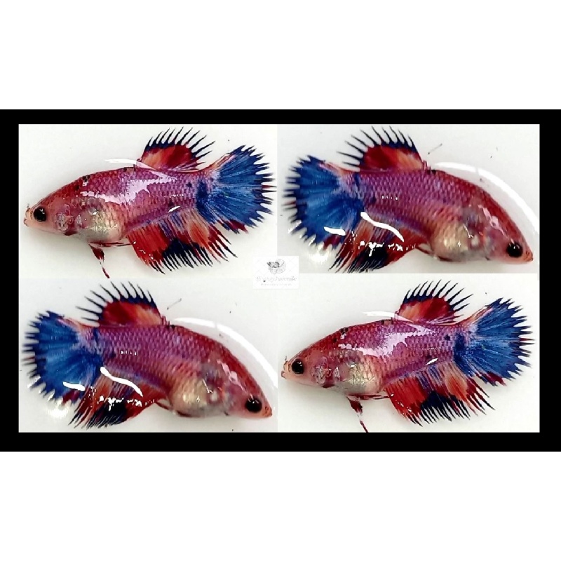Female Crowntail Fancy Koi (FmCTFK1)