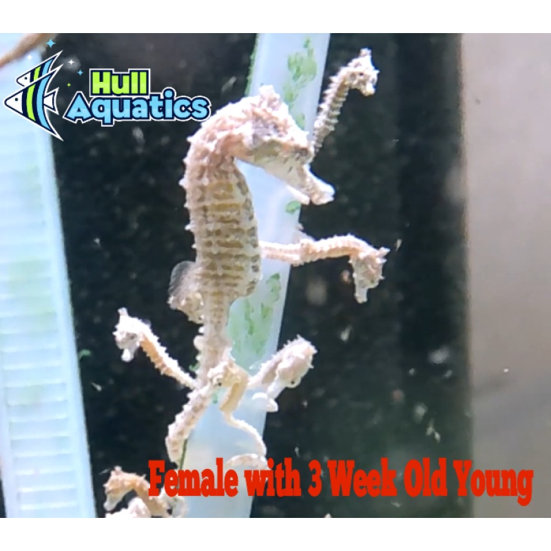 Pair of Dwarf Seahorses