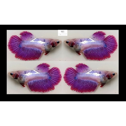 Female Halfmoon Fancy Lavender/Purple (FmHMFL1)