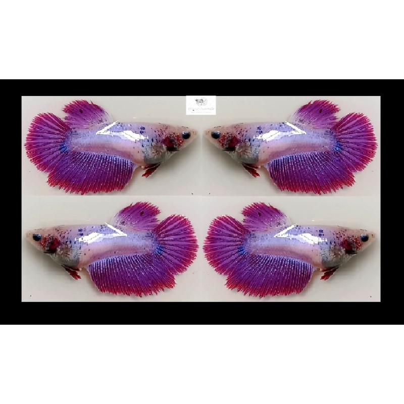 Female Halfmoon Fancy Lavender/Purple (FmHMFL1)