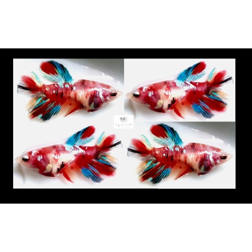 Female Halfmoon Galaxy Koi (FmHMGK1)