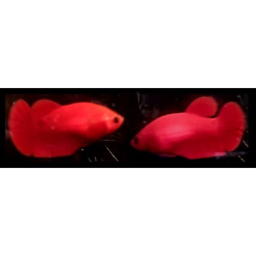FEMALE HELLBOY PURE RED!! #1 (Shipping Cost Included in Price)