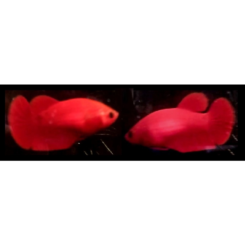 FEMALE HELLBOY PURE RED!! #1 (Shipping Cost Included in Price)