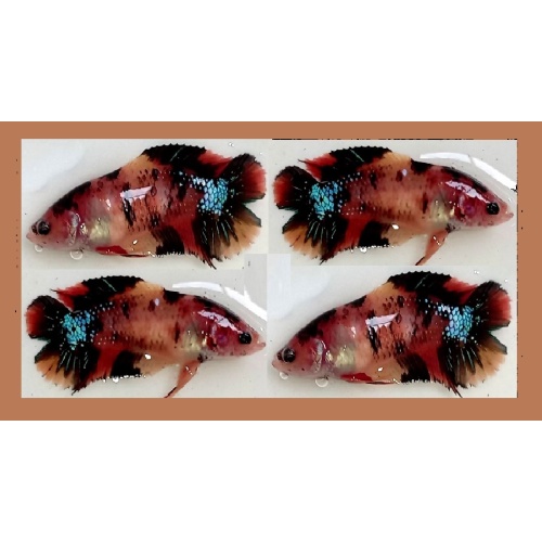 FEMALE PLAKAT DOUBLETAIL BROWN KOI!! #1 (Shipping Cost Included in Price)