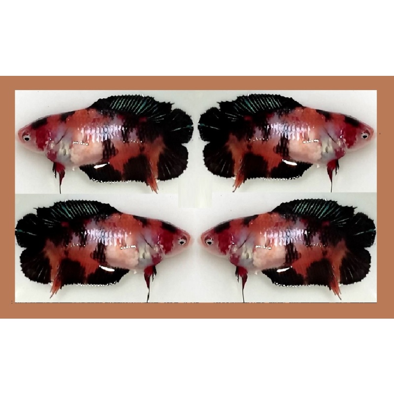 FEMALE PLAKAT DOUBLETAIL BROWN KOI!! #1 (Shipping Cost Included in Price)
