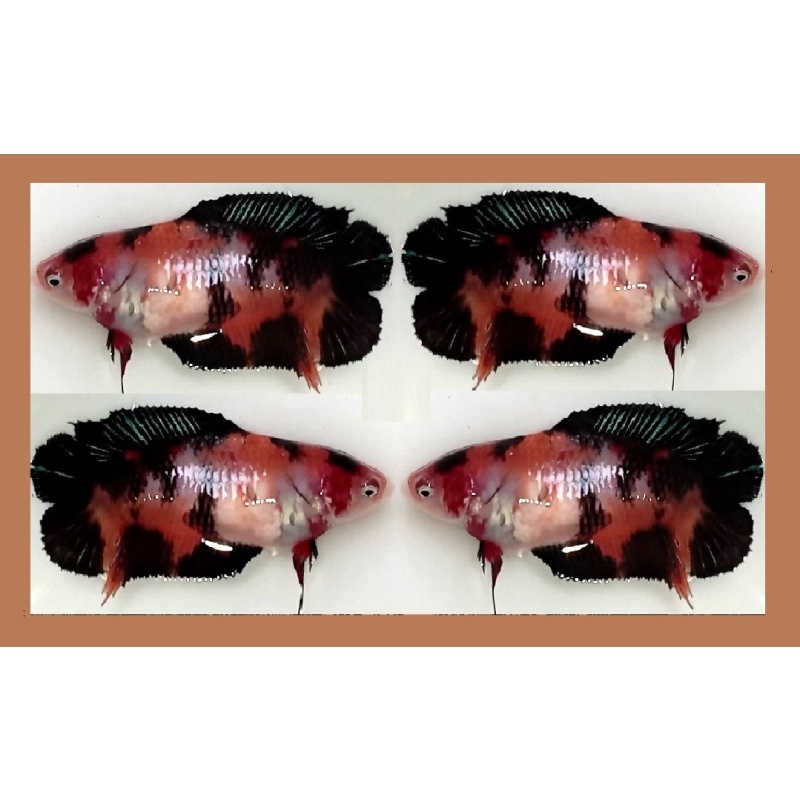 FEMALE PLAKAT DOUBLETAIL BROWN KOI!! #1 (Shipping Cost Included in Price)