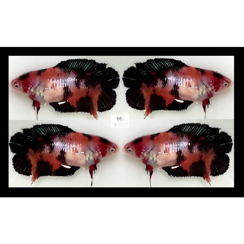 Female Plakat Doubletail Brown Koi (FmPKDTBK1)