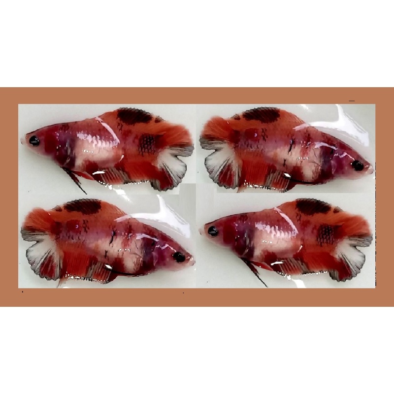 FEMALE PLAKAT DOUBLETAIL BROWN KOI!! #1 (Shipping Cost Included in Price)