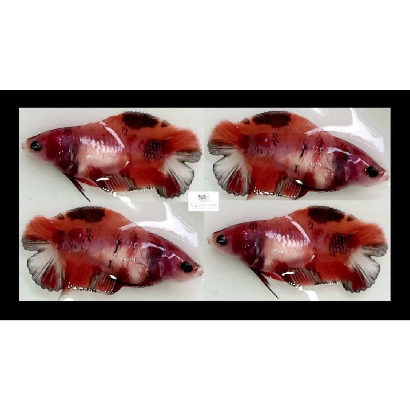 Female Plakat Doubletail Brown Koi (FmPKDTBK1)