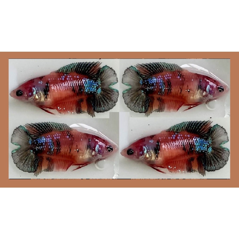 FEMALE PLAKAT DOUBLETAIL BROWN KOI!! #1 (Shipping Cost Included in Price)