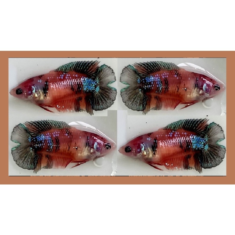 FEMALE PLAKAT DOUBLETAIL BROWN KOI!! #1 (Shipping Cost Included in Price)
