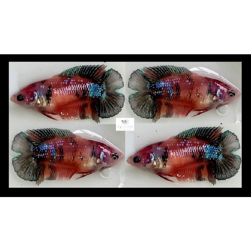 Female Plakat Doubletail Brown Koi (FmPKDTBK1)