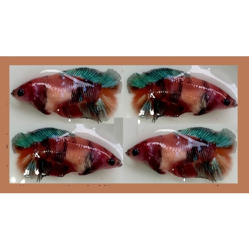 FEMALE PLAKAT DOUBLETAIL BROWN KOI!! #2 (Shipping Cost Included in Price)