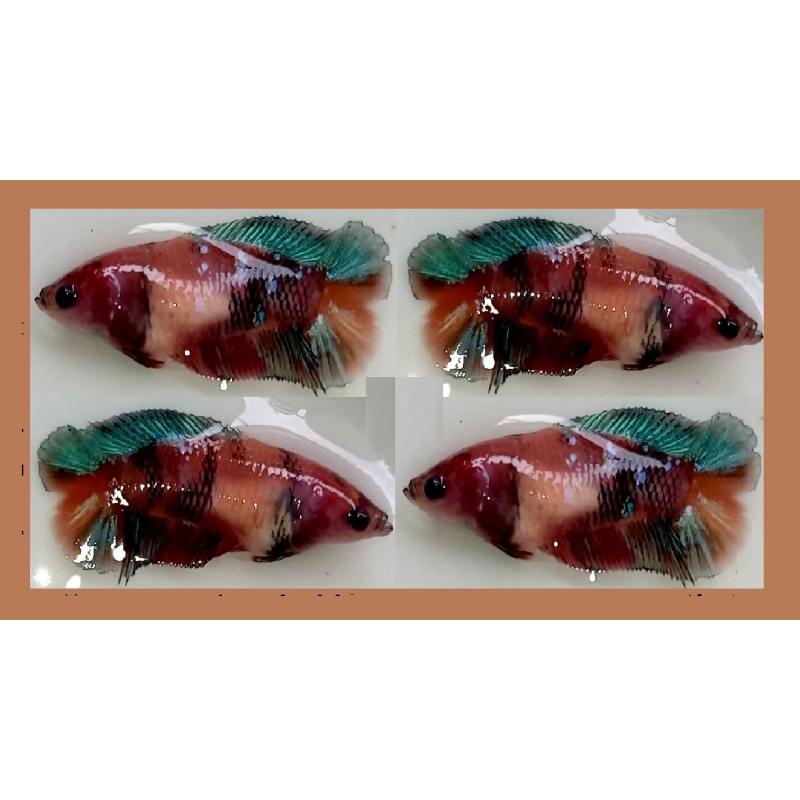 FEMALE PLAKAT DOUBLETAIL BROWN KOI!! #2 (Shipping Cost Included in Price)