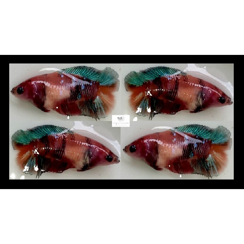 Female Plakat Doubletail Brown Koi (FmPKDTBK5)