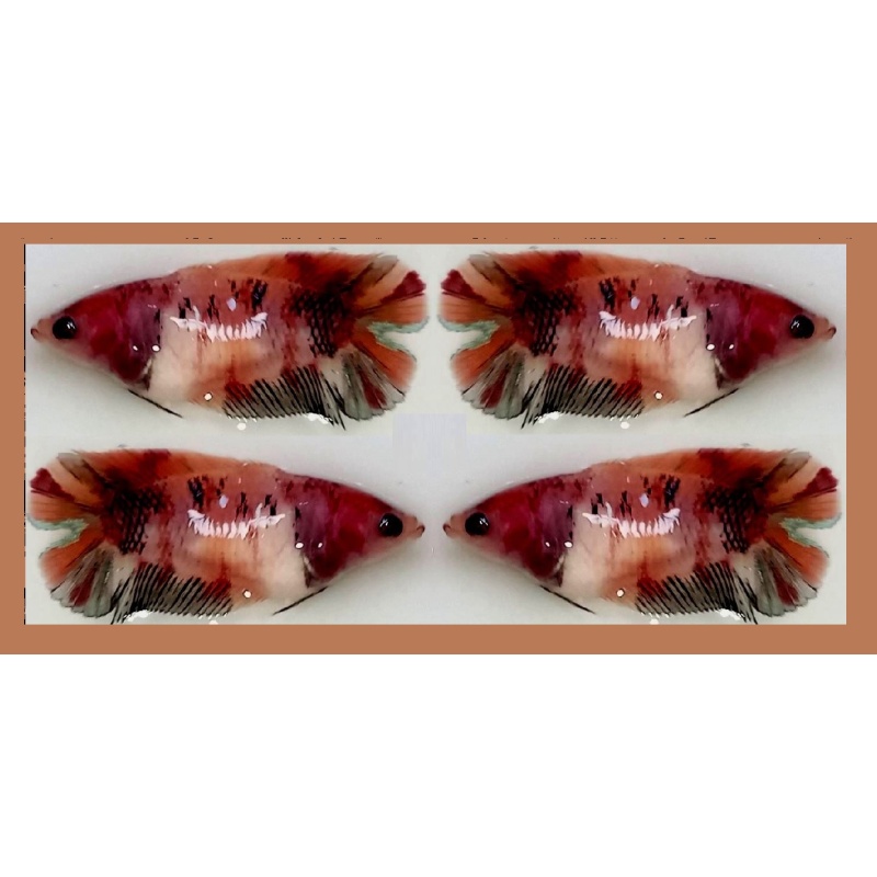FEMALE PLAKAT DOUBLETAIL BROWN KOI!! #2 (Shipping Cost Included in Price)