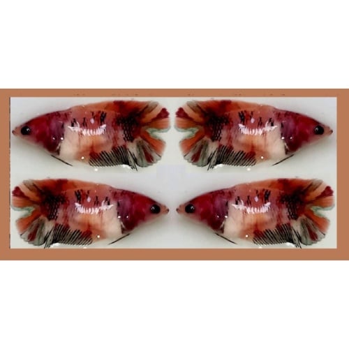 FEMALE PLAKAT DOUBLETAIL BROWN KOI!! #2 (Shipping Cost Included in Price)