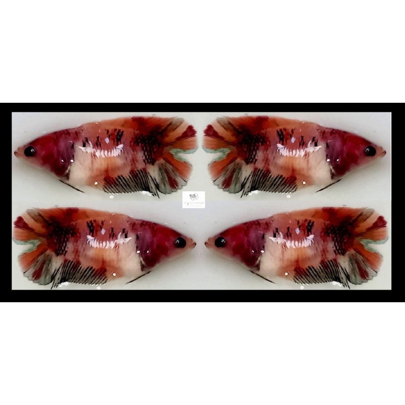 Female Plakat Doubletail Brown Koi (FmPKDTBK5)