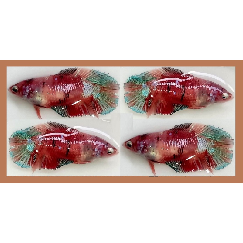 FEMALE PLAKAT DOUBLETAIL BROWN KOI!! #2 (Shipping Cost Included in Price)